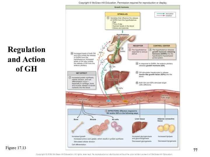 Regulation and Action of GH Figure 17.13