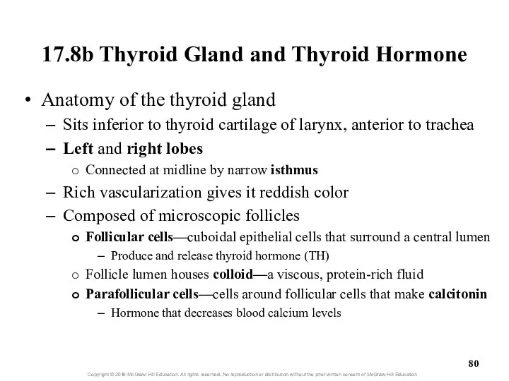 17.8b Thyroid Gland and Thyroid Hormone Anatomy of the thyroid gland
