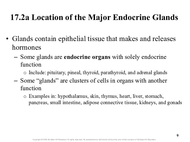 17.2a Location of the Major Endocrine Glands Glands contain epithelial tissue