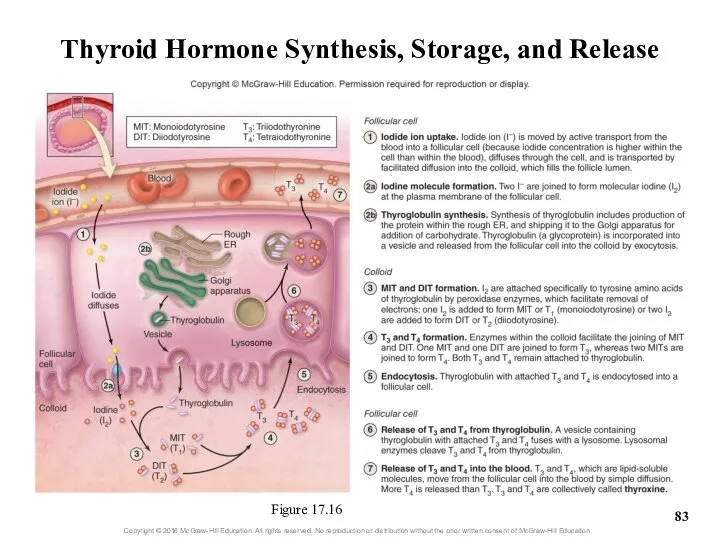 Thyroid Hormone Synthesis, Storage, and Release Figure 17.16