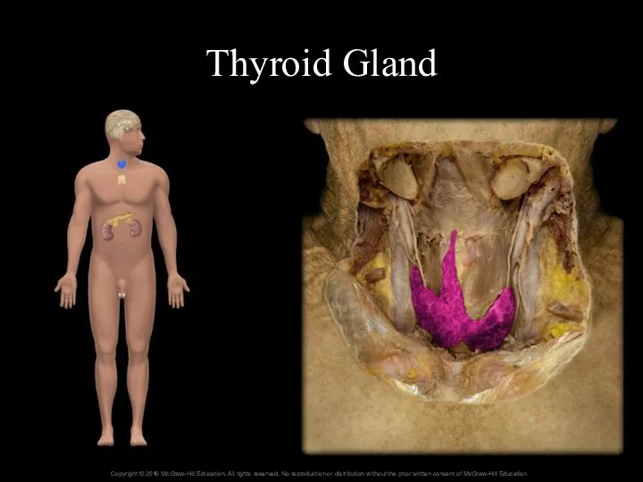 Thyroid Gland