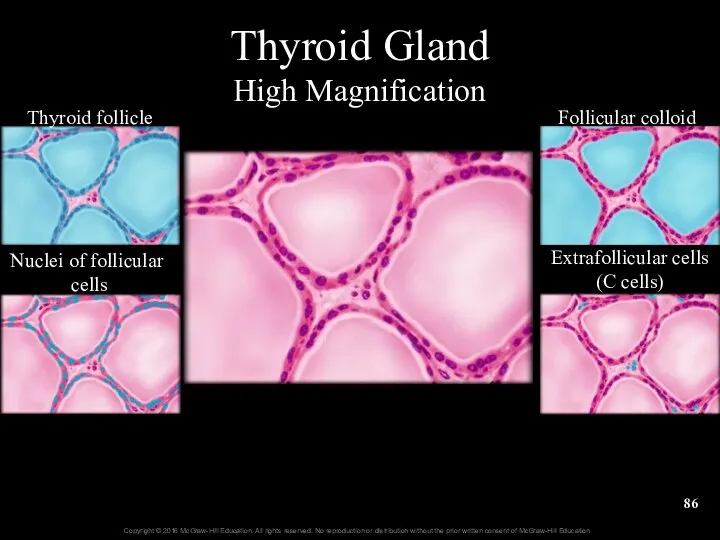 Thyroid Gland High Magnification Thyroid follicle Nuclei of follicular cells Follicular colloid Extrafollicular cells (C cells)