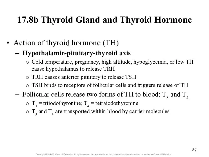 17.8b Thyroid Gland and Thyroid Hormone Action of thyroid hormone (TH)