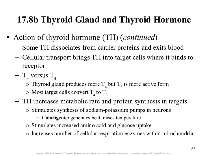 17.8b Thyroid Gland and Thyroid Hormone Action of thyroid hormone (TH)