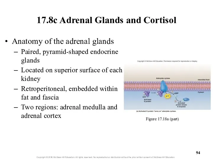 17.8c Adrenal Glands and Cortisol Anatomy of the adrenal glands Paired,
