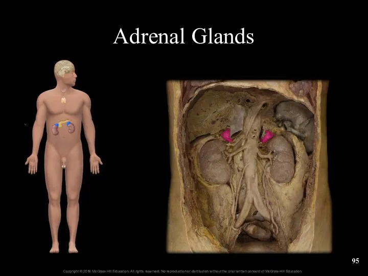 Adrenal Glands