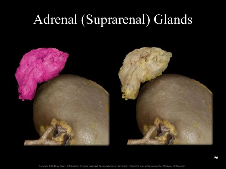Adrenal (Suprarenal) Glands