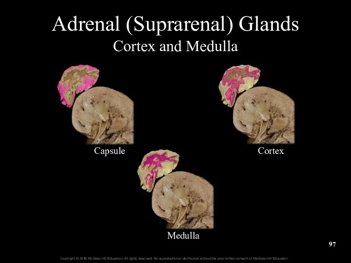 Adrenal (Suprarenal) Glands Cortex and Medulla Capsule Cortex Medulla