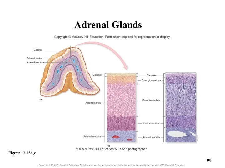 Adrenal Glands Figure 17.18b,c