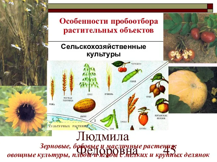 МККОС.Л.К. №3. Попова Людмила Федоровна Зерновые, бобовые и масличные растения; овощные