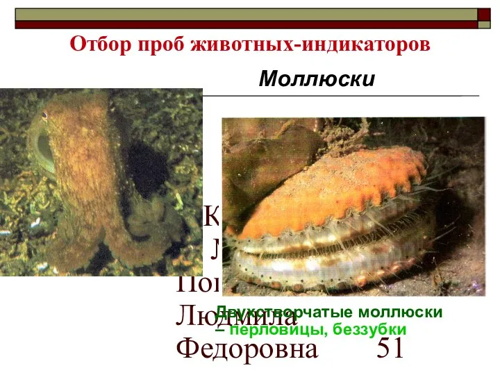 МККОС.Л.К. №3. Попова Людмила Федоровна Отбор проб животных-индикаторов Моллюски Двухстворчатые моллюски – перловицы, беззубки