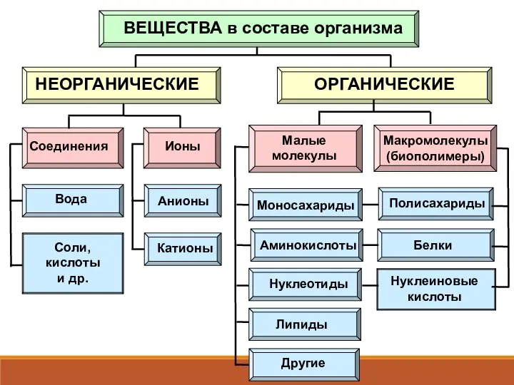 ВЕЩЕСТВА в составе организма НЕОРГАНИЧЕСКИЕ ОРГАНИЧЕСКИЕ Соединения Ионы Малые молекулы Макромолекулы