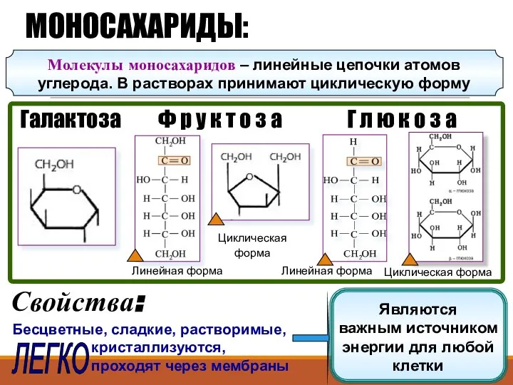 Линейная форма Ф р у к т о з а Г