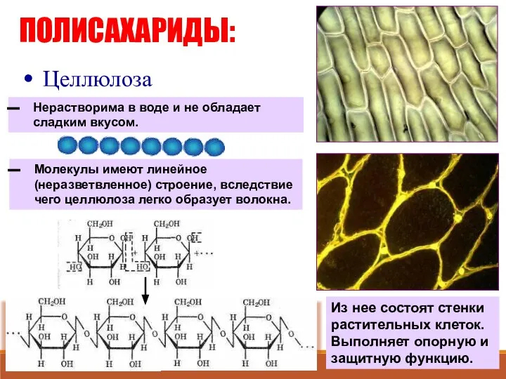 ПОЛИСАХАРИДЫ: Целлюлоза Молекулы имеют линейное (неразветвленное) строение, вследствие чего целлюлоза легко