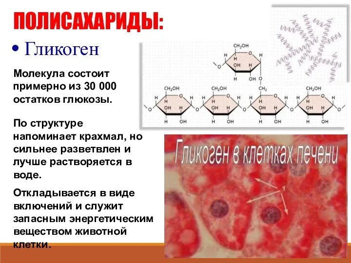 ПОЛИСАХАРИДЫ: Гликоген Молекула состоит примерно из 30 000 остатков глюкозы. По