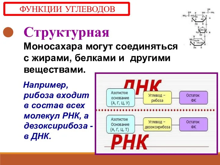 Структурная Моносахара могут соединяться с жирами, белками и другими веществами. Например,