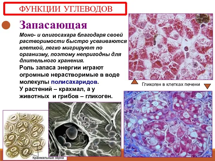 Запасающая Моно- и олигосахара благодаря своей растворимости быстро усваиваются клеткой, легко