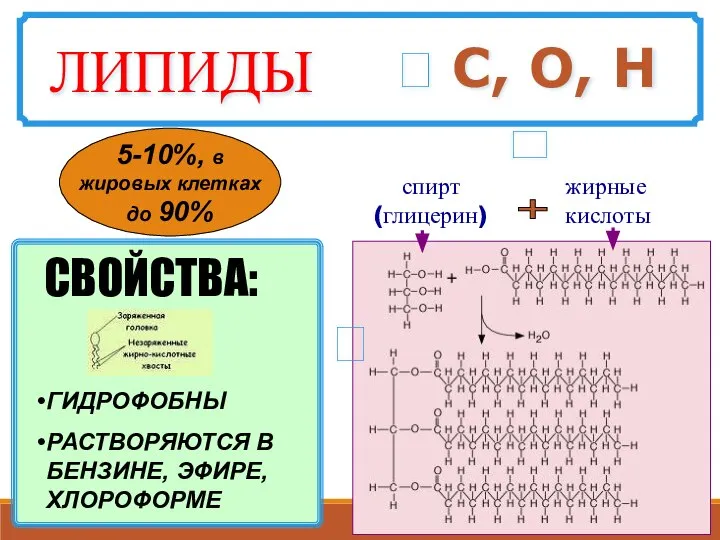 ? С, О, Н спирт (глицерин) жирные кислоты + ГИДРОФОБНЫ РАСТВОРЯЮТСЯ