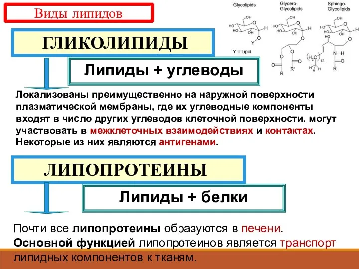 ЛИПОПРОТЕИНЫ ГЛИКОЛИПИДЫ Липиды + углеводы Липиды + белки Виды липидов Почти