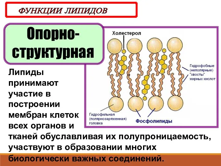 Опорно-структурная ФУНКЦИИ ЛИПИДОВ Липиды принимают участие в построении мембран клеток всех