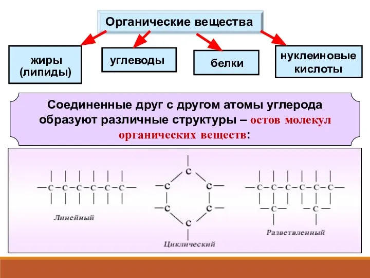 Органические вещества жиры белки углеводы (липиды) нуклеиновые кислоты Соединенные друг с