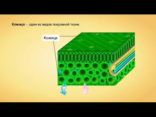 Кожица — один из видов покровной ткани.