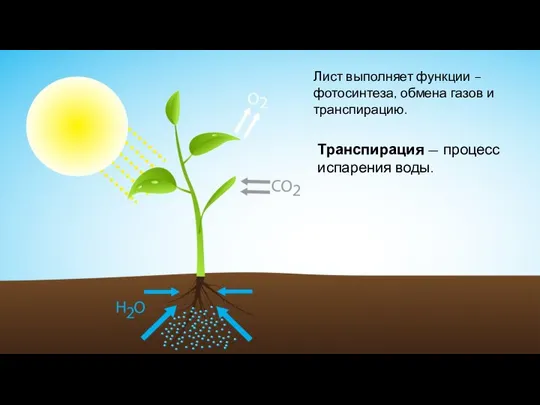 Лист выполняет функции – фотосинтеза, обмена газов и транспирацию. Транспирация — процесс испарения воды.