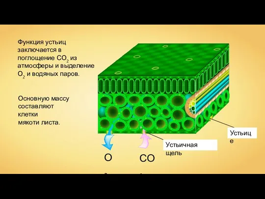 СО2 О2 Функция устьиц заключается в поглощение СО2 из атмосферы и