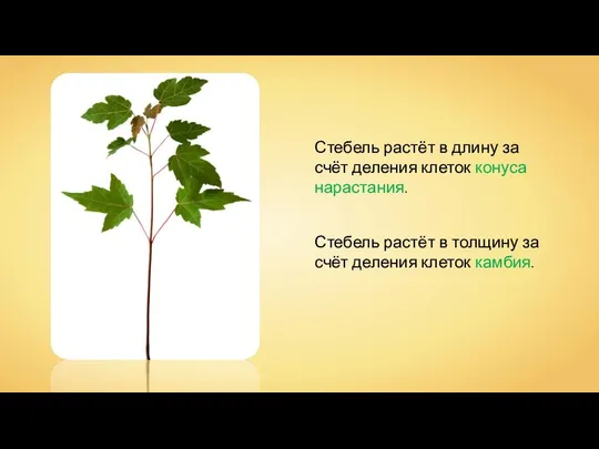 Стебель растёт в длину за счёт деления клеток конуса нарастания. Стебель