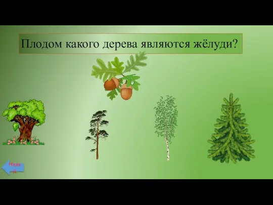 Плодом какого дерева являются жёлуди? Назад