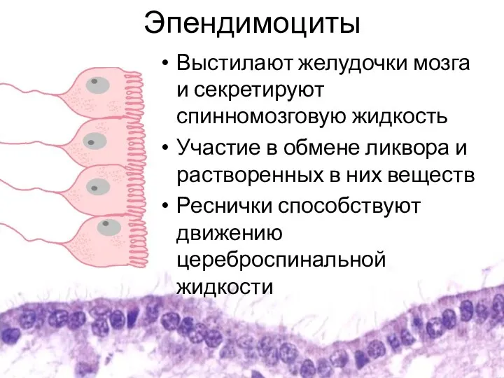 Эпендимоциты Выстилают желудочки мозга и секретируют спинномозговую жидкость Участие в обмене