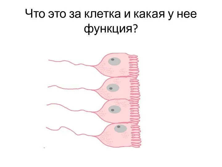 Что это за клетка и какая у нее функция?