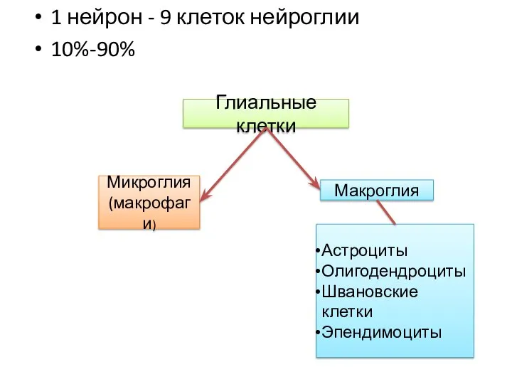 1 нейрон - 9 клеток нейроглии 10%-90% Глиальные клетки Микроглия (макрофаги)