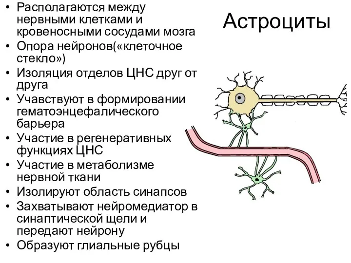 Астроциты Располагаются между нервными клетками и кровеносными сосудами мозга Опора нейронов(«клеточное