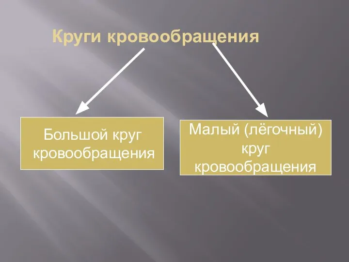 Круги кровообращения Большой круг кровообращения Малый (лёгочный) круг кровообращения