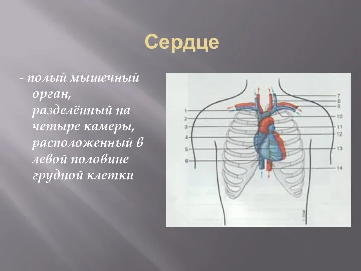 Сердце - полый мышечный орган, разделённый на четыре камеры, расположенный в левой половине грудной клетки