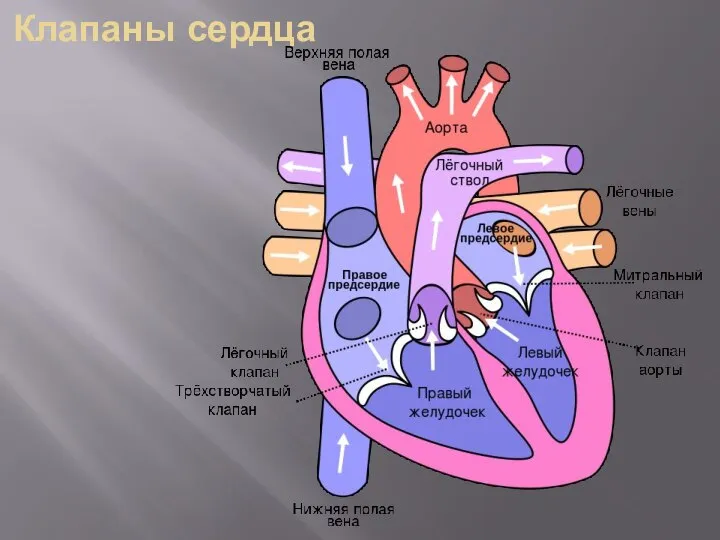 Клапаны сердца