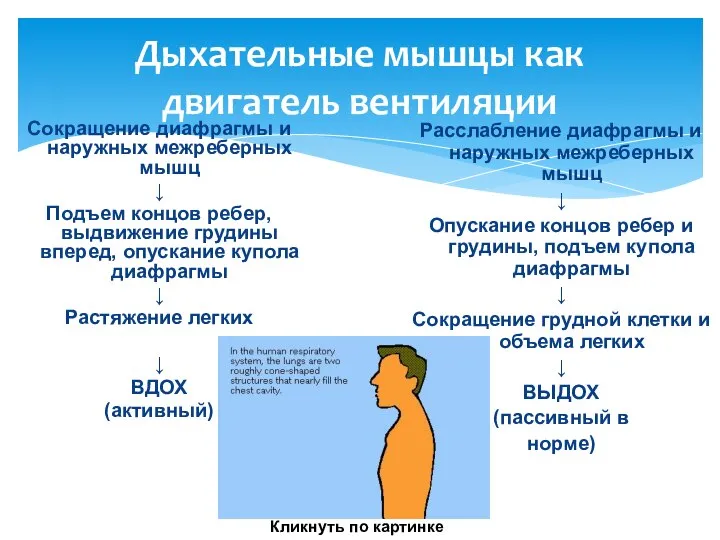 Дыхательные мышцы как двигатель вентиляции Сокращение диафрагмы и наружных межреберных мышц