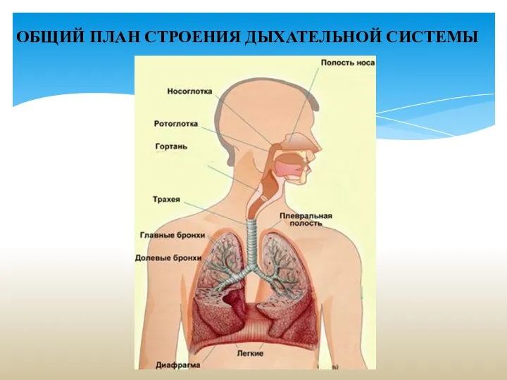 ОБЩИЙ ПЛАН СТРОЕНИЯ ДЫХАТЕЛЬНОЙ СИСТЕМЫ