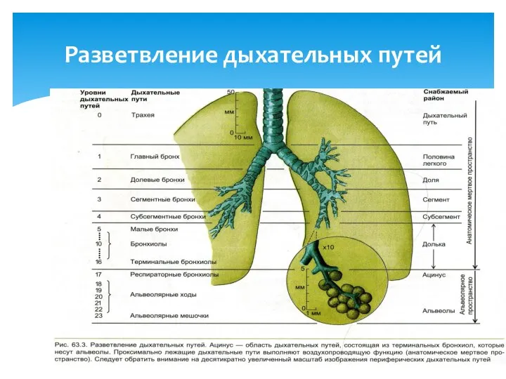 Разветвление дыхательных путей