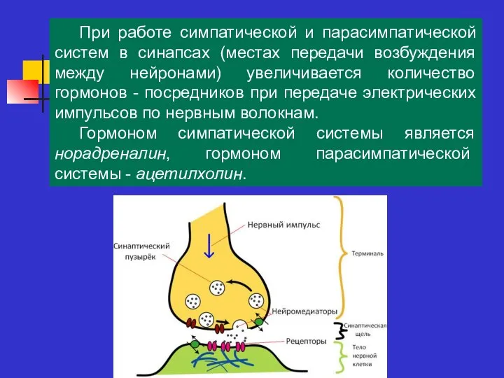 При работе симпатической и парасимпатической систем в синапсах (местах передачи возбуждения