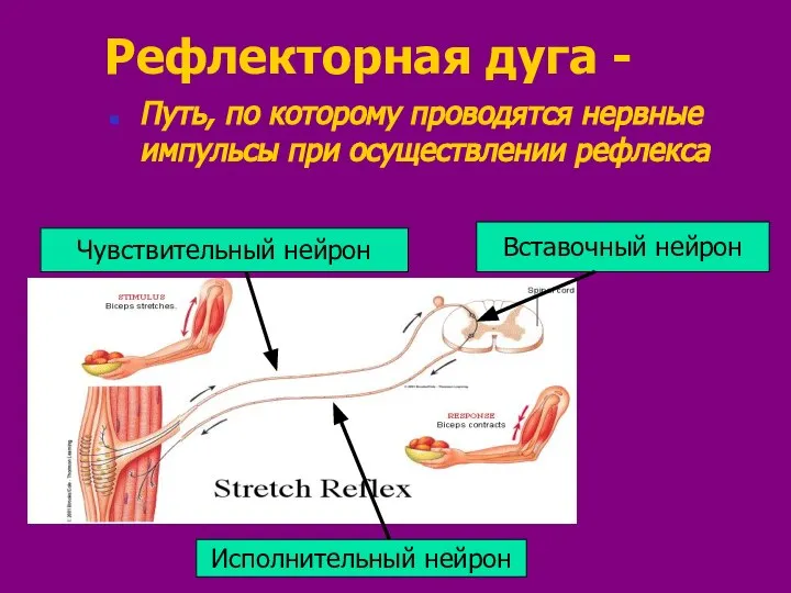 Рефлекторная дуга - Путь, по которому проводятся нервные импульсы при осуществлении