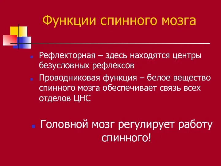 Функции спинного мозга Рефлекторная – здесь находятся центры безусловных рефлексов Проводниковая