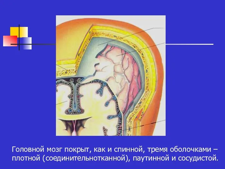 Головной мозг покрыт, как и спинной, тремя оболочками – плотной (соединительнотканной), паутинной и сосудистой.