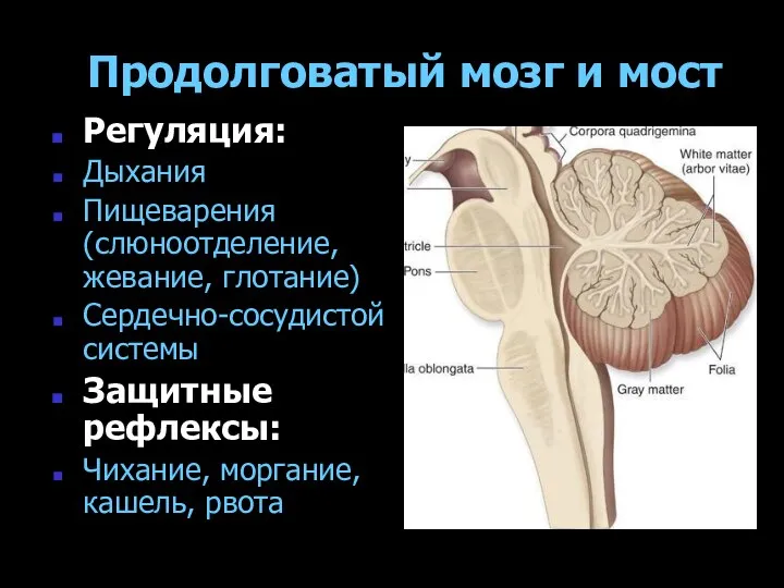 Продолговатый мозг и мост Регуляция: Дыхания Пищеварения (слюноотделение, жевание, глотание) Сердечно-сосудистой