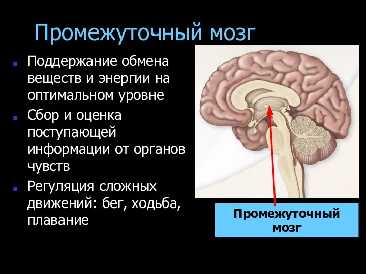 Промежуточный мозг Поддержание обмена веществ и энергии на оптимальном уровне Сбор