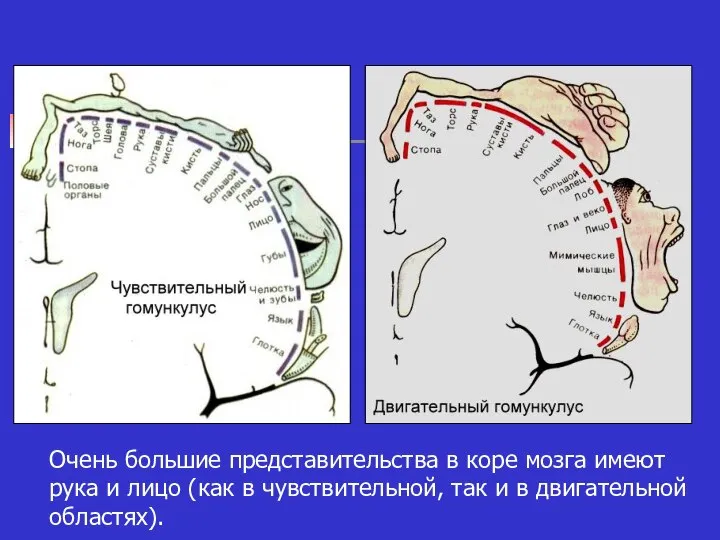 Очень большие представительства в коре мозга имеют рука и лицо (как