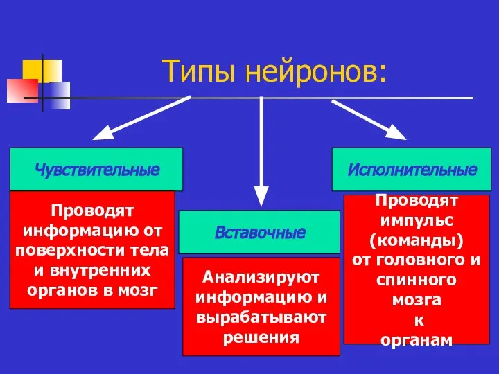 Типы нейронов: Чувствительные Вставочные Исполнительные Проводят информацию от поверхности тела и