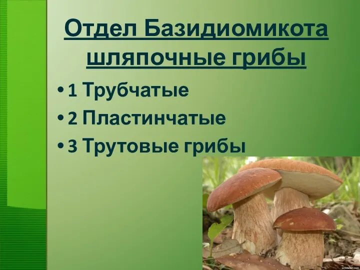 Отдел Базидиомикота шляпочные грибы 1 Трубчатые 2 Пластинчатые 3 Трутовые грибы