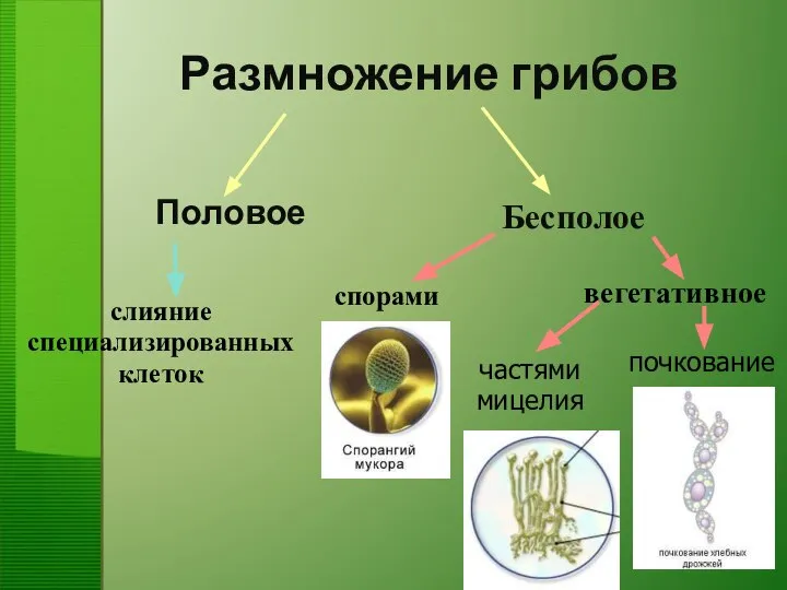 Размножение грибов Половое слияние специализированных клеток спорами вегетативное частями мицелия почкование Бесполое